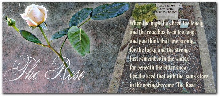 the rose